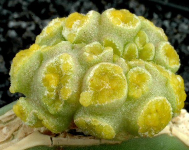 Mammillaria_tetrancistra